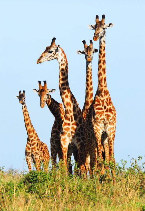 草原上的动物五只长颈鹿一群长颈鹿全身图片