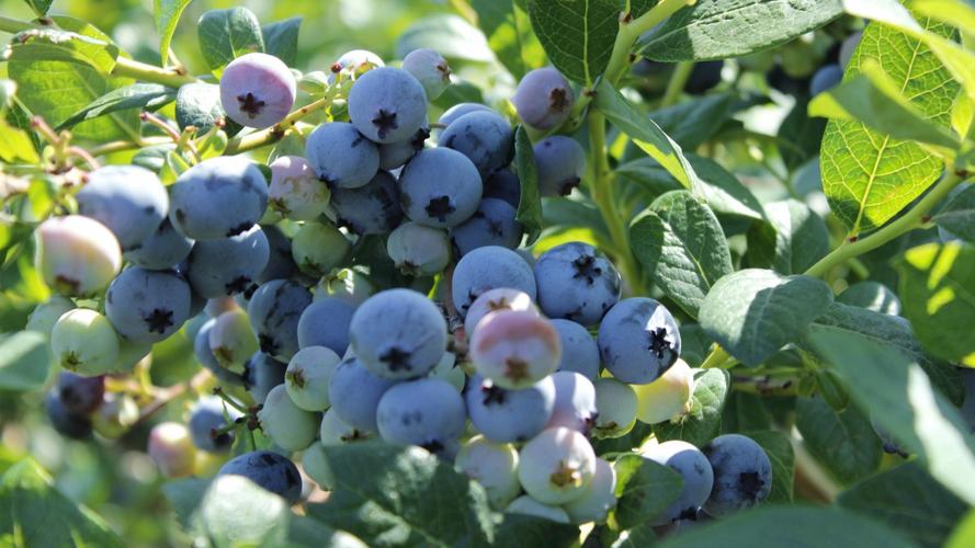 树枝上新鲜的蓝莓图片1010