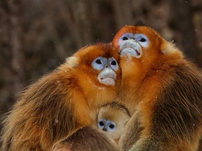 三只猴子家庭