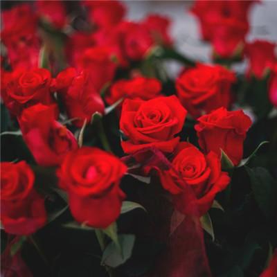 红色玫瑰花头像火红热情表白的红色玫瑰花图片