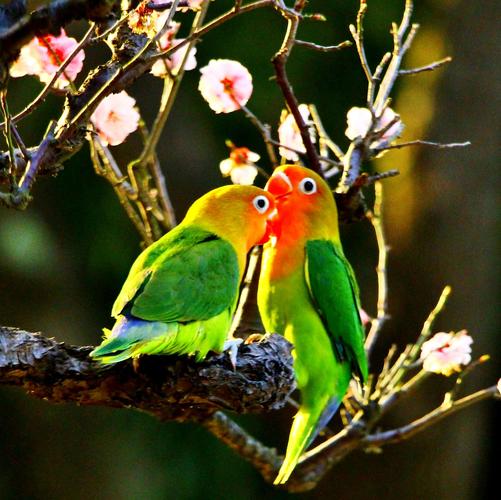 爱情鸟网红鸟拍摄于古林公园
