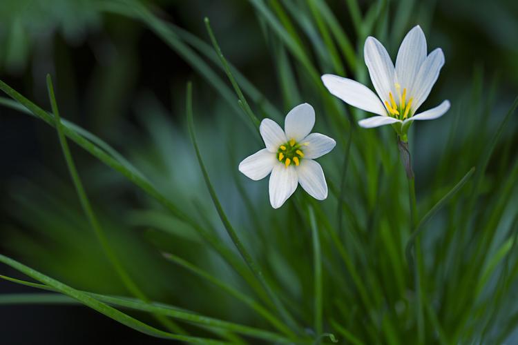 花朵百合花植物花卉淡雅的白色百合花图片