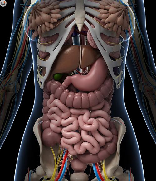 内脏结构解剖示意图医学宣传挂图人体器官心脏人体内脏解剖系统示意图