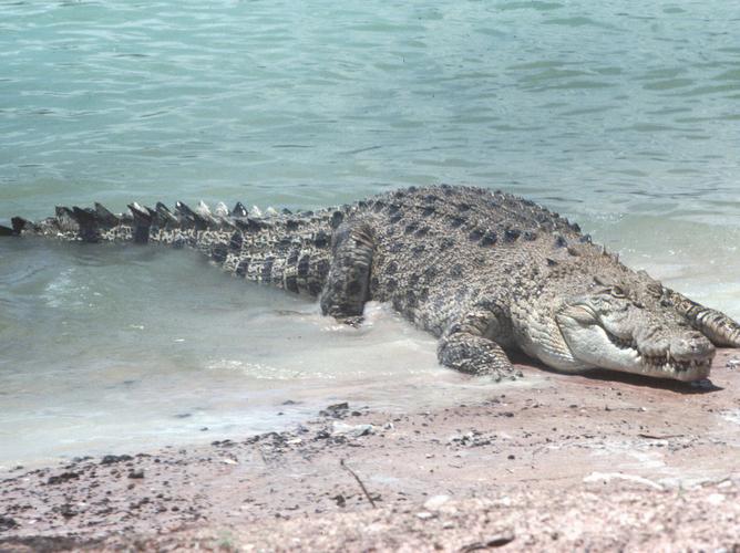 世界上最大的爬行动物湾鳄