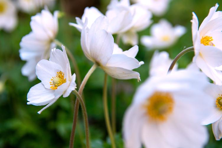 花卉花朵白色银莲花绽放植物花卉绽放的银莲花图片