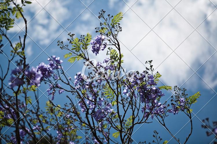 天空蓝色花紫色春天树摄影低视角图片