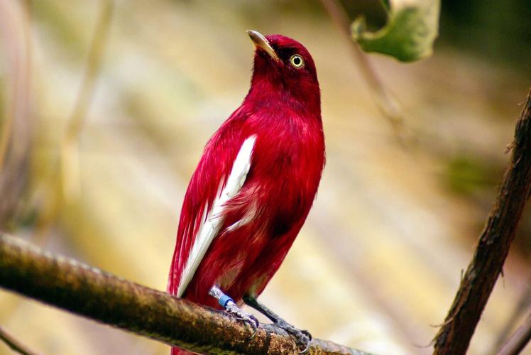 非常漂亮的鸟它穿着一件迷人的紫红色外套这在其它鸟类身上很难看到