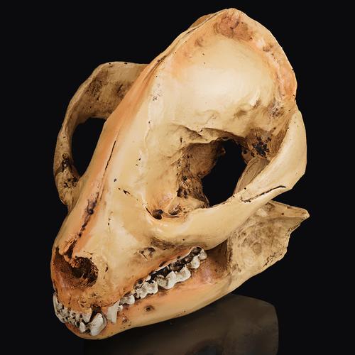 动物骷髅头小熊猫骷颅头动物园头骨模型展示树脂工艺品万圣节道具