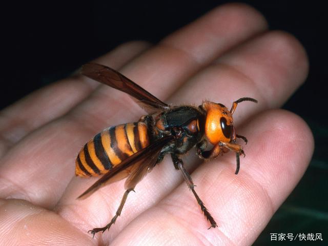 日本大黄蜂