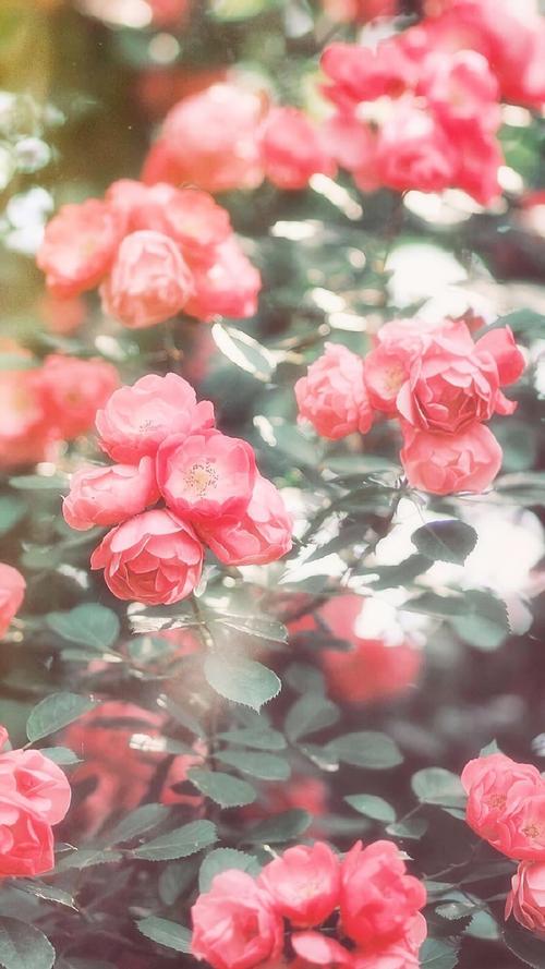 花团锦簇唯美花卉图片手机壁纸