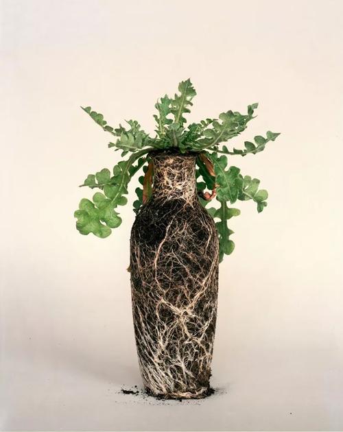 除了花瓶植物的根系