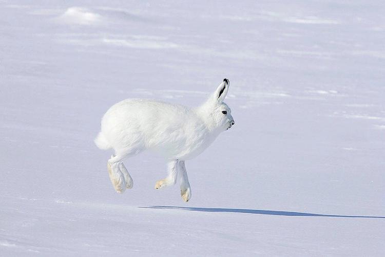 北极兔是一种哺乳动物并且生活在北极不怕寒冷体型巨大身长71cm