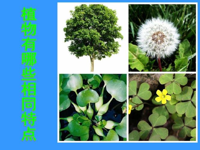7植物有哪些相同特点精品课件ppt