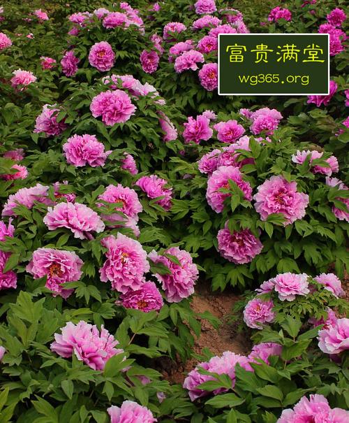 品种富贵满堂花型千层台阁型菊花型品种特点富贵牡丹是菏泽本土