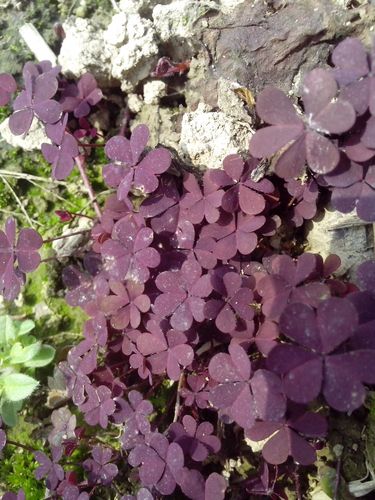 请问这是什么植物百度搜索紫色三叶草出来的图片不是这个耶