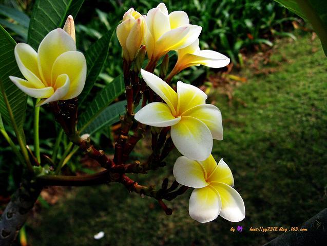 海南热带花卉植物鸡蛋花
