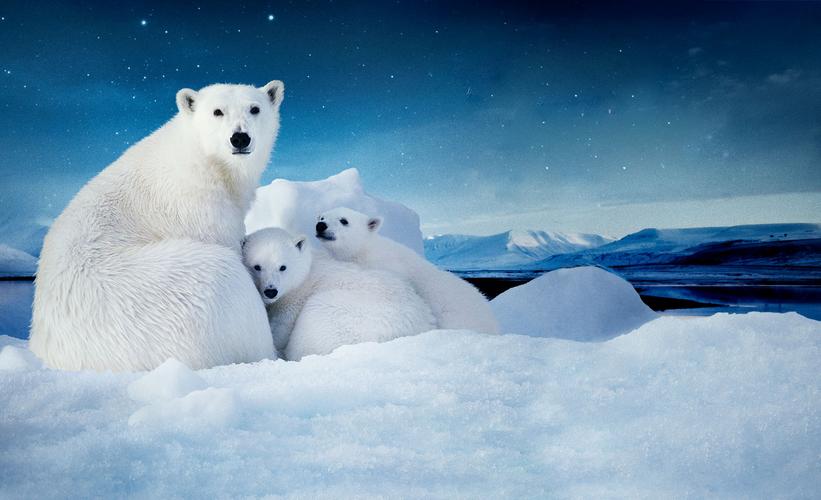 北极熊图片北极熊北极动物野生动物