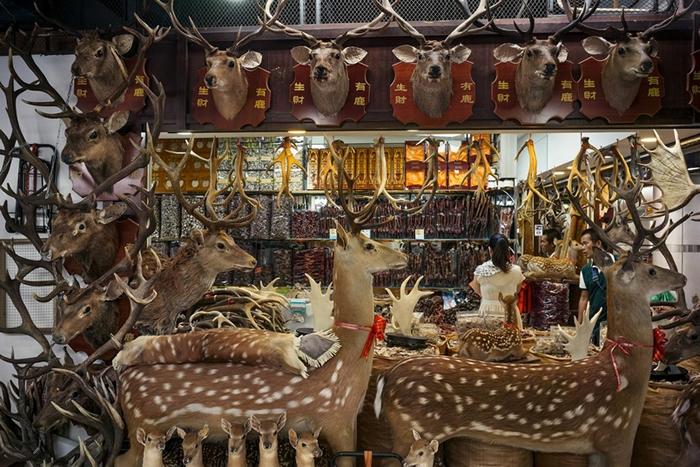 在中国广州某市场的一间鹿制品专卖店其内售有鹿茸鹿鞭及鹿筋等中