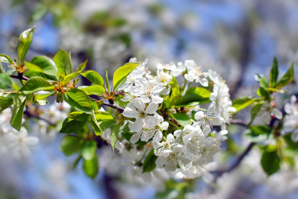 春天开花在春天在花园里的樱桃树开花