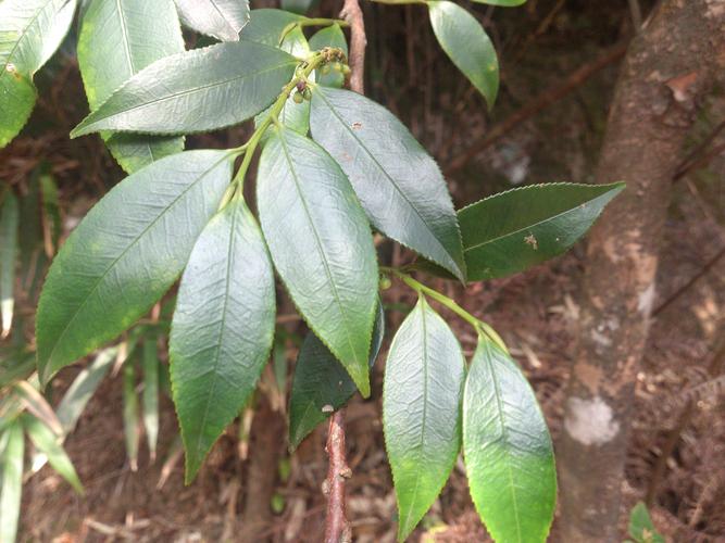 是山茶科柃木属植物别名米碎木蚂蚁木是山茶科柃木属植物产