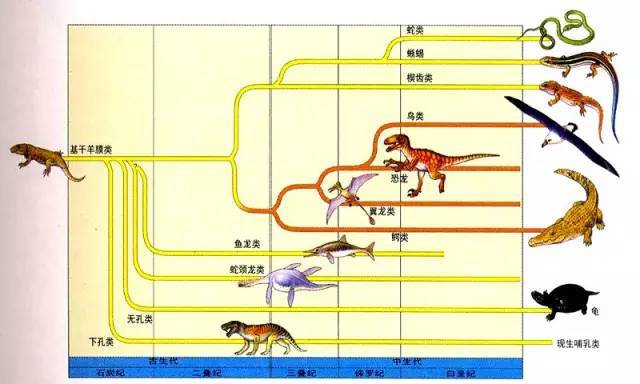 爬虫动物进化史