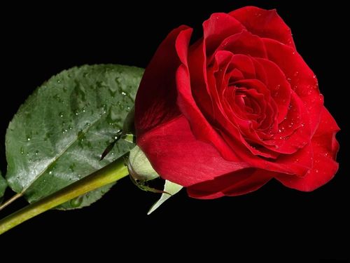 一朵红玫瑰水滴黑色的背景