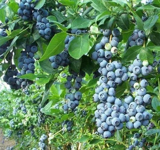 在庭院和阳台养盆蓝莓挂果多营养价值高家人都喜欢