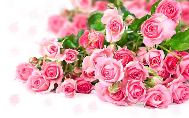 粉红色的玫瑰花束浪漫的颜色