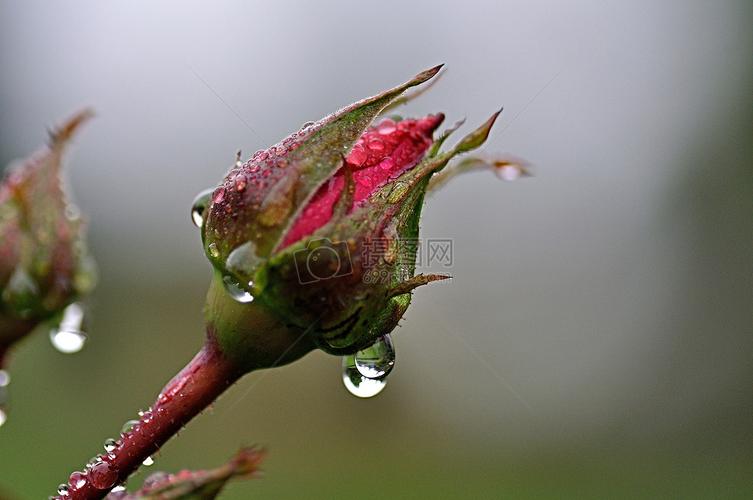 雨后的玫瑰花苞
