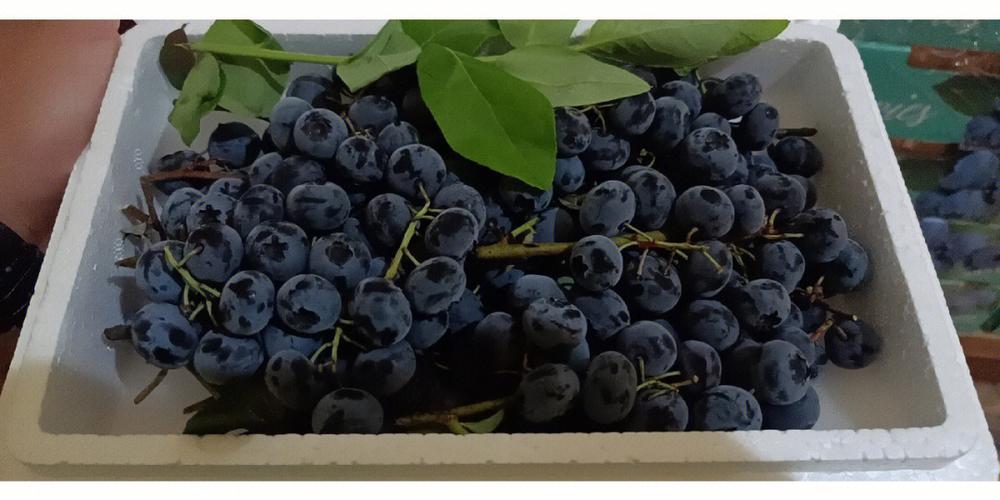 38元一箱枝冠蓝莓这个时候的蓝莓口感脆甜口的真的是太少了1斤净重