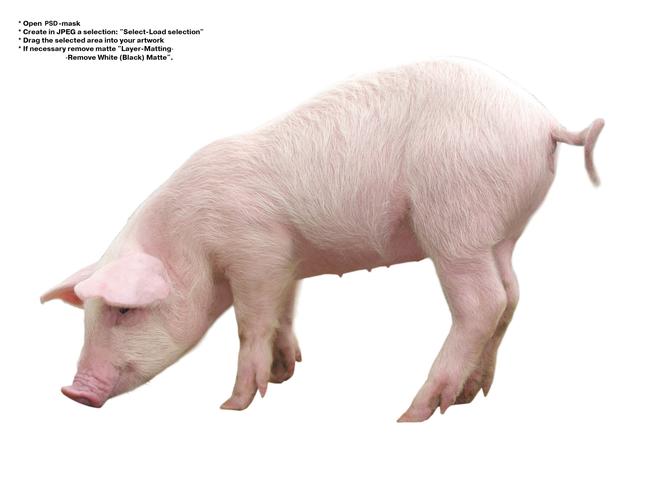 猪图片猪家畜猪崽