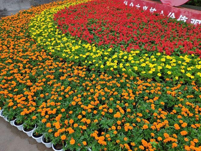 红船亮相鲜花装饰泸州忠山公园百子图大梯步七一氛围浓