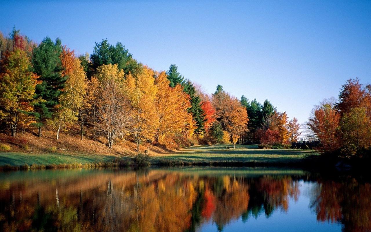 精选唯美的秋天黄叶树林高清图片桌面壁纸下载1