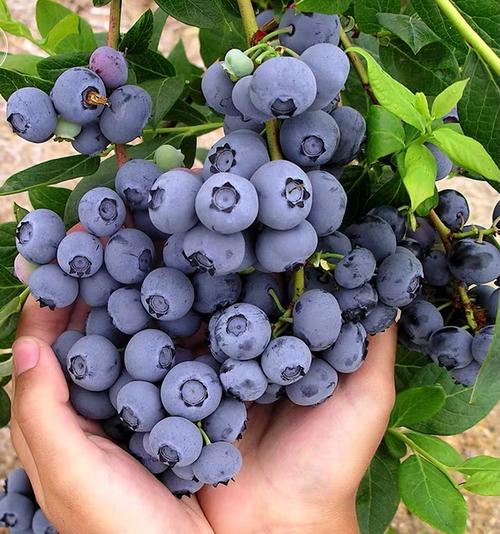 一般在超市里面我们经常能够看到蓝莓蓝莓这种水果在超市里的售价可