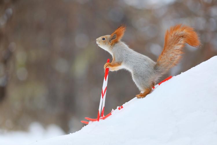 红松鼠变身滑雪高手