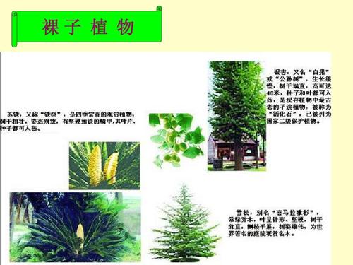 植物的分类