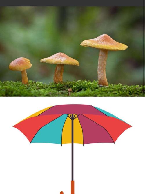 新鲜的蘑菇像雨伞