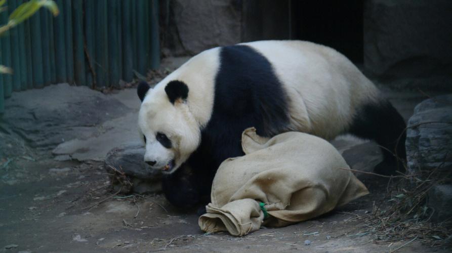 熊猫北京动物园