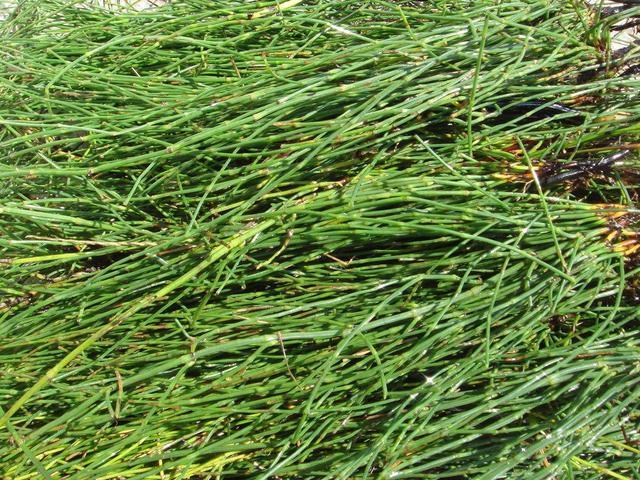 尽管竹节草是一种田间杂草但是也有很大的医用效果.