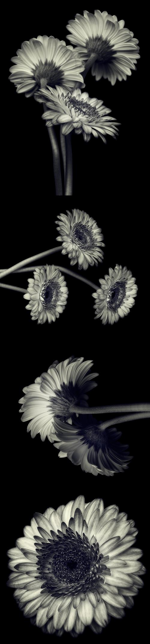 gerbera非洲菊花黑白照片