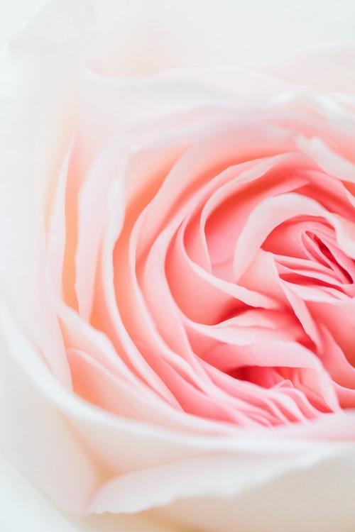 淡粉红色的玫瑰花