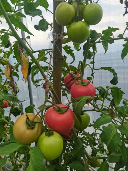 阳台盆栽大小番茄都有收获啦阳台种菜