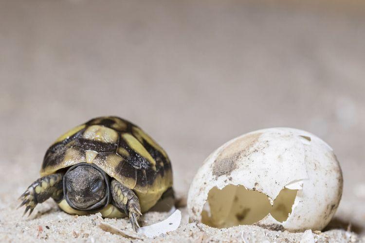 野生乌龟蛋是如何孵化的乌龟属于卵生动物乌龟是会下蛋的.