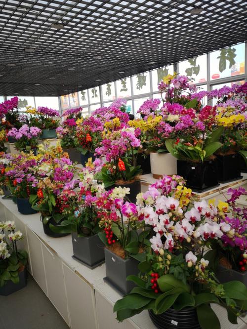 冬天的常州夏溪花卉市场