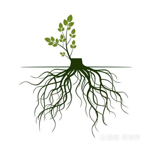 树根和发芽肢体植物的根概要说明