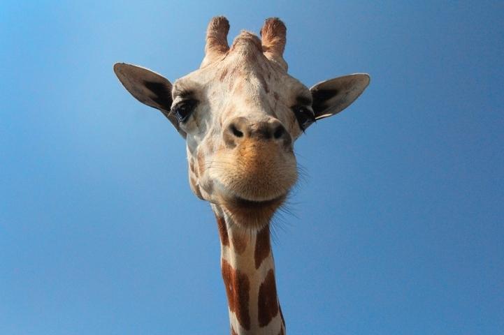 高清近拍长颈鹿头部动物图片赏析分享