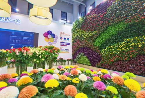 一起来康康第十届中国花卉博览会的云南展区有多美