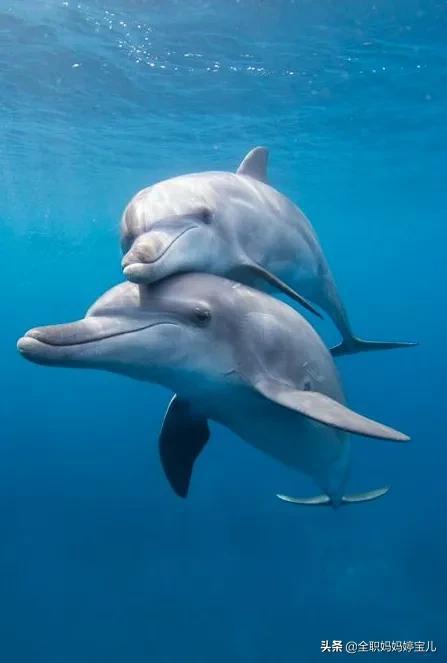 分享敲可爱的小海豚