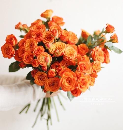 橙色芭比浪漫爱人狂欢泡泡鲜花多头巧克力泡泡玫瑰多头小蔷薇玫瑰