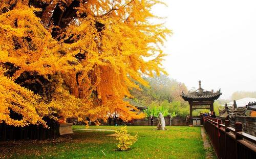 唐太宗所植银杏树如今独木成林成网红景点就在西安还免费